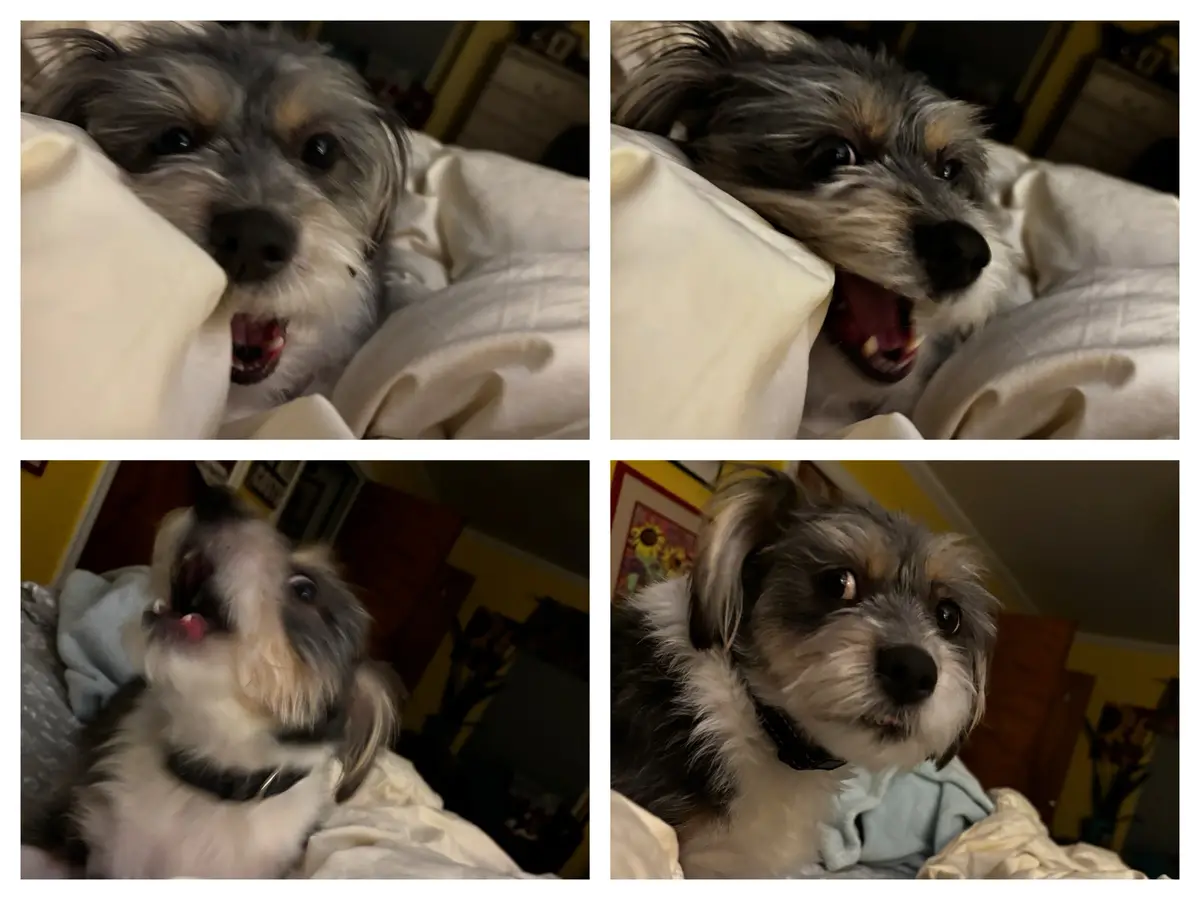 A four-panel image shows a small, scruffy dog with gray and white fur in a bedroom. In the first panel, the dog peeks out…