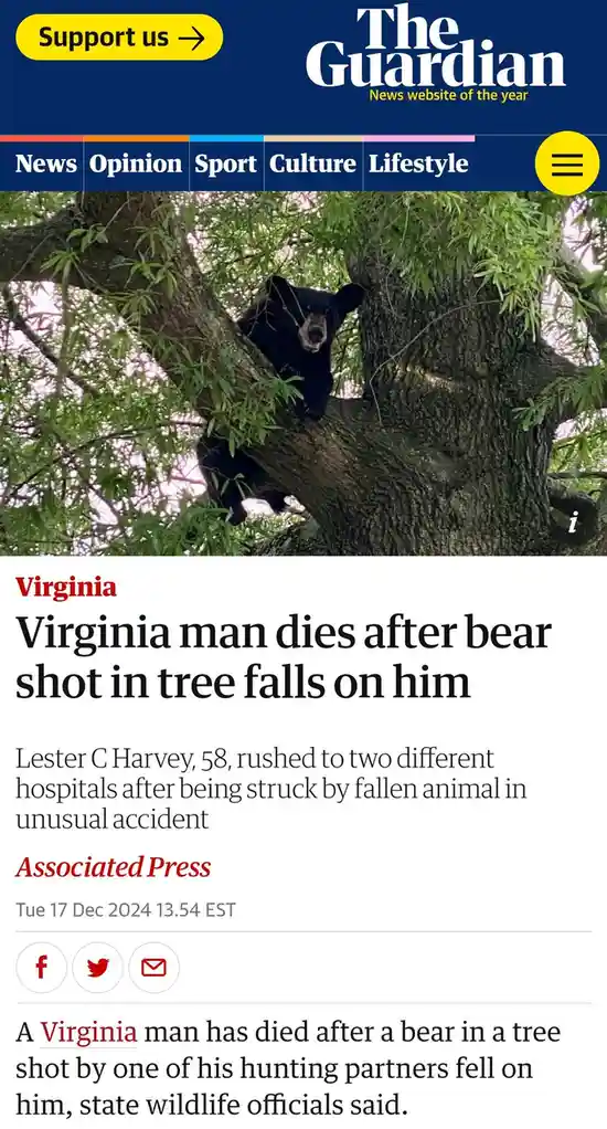 A screenshot of a The Guardian news article shows a black bear perched in a tree, looking down. The headline reads 'Virginia…