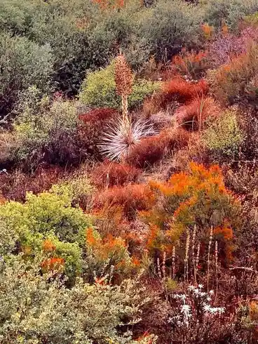 A vibrant, colorful landscape of shrubs and bushes in autumnal hues of orange, red, and green, with a single tall, spiky…