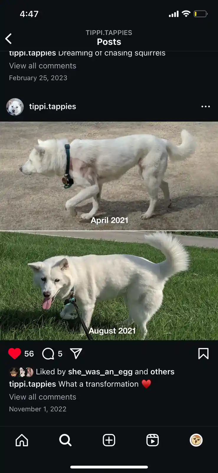 Two photos of a white dog show a dramatic physical change: the top image from April 2021 shows the dog thin with visible…