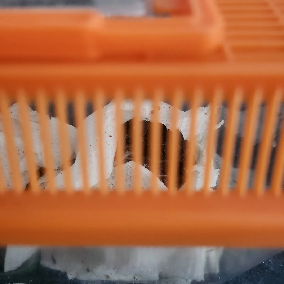 A small brown rodent, likely a hamster, peeks out from behind white bedding inside an orange plastic cage with vertical…