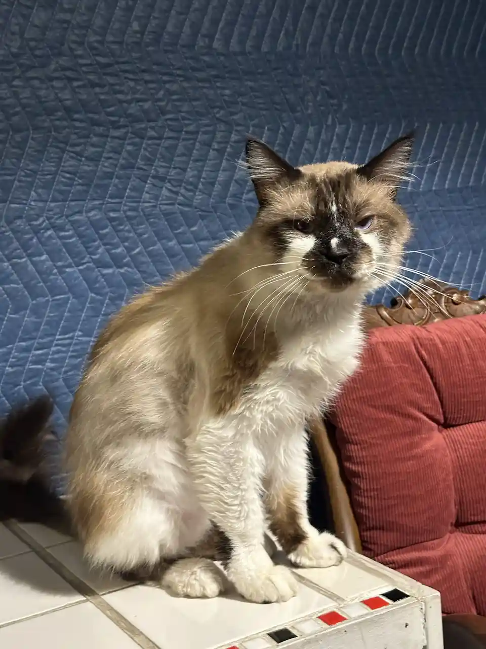 A fluffy, long-haired cat with a brown and white coat and one blue eye sits on a tiled surface, looking annoyed. Behind it…