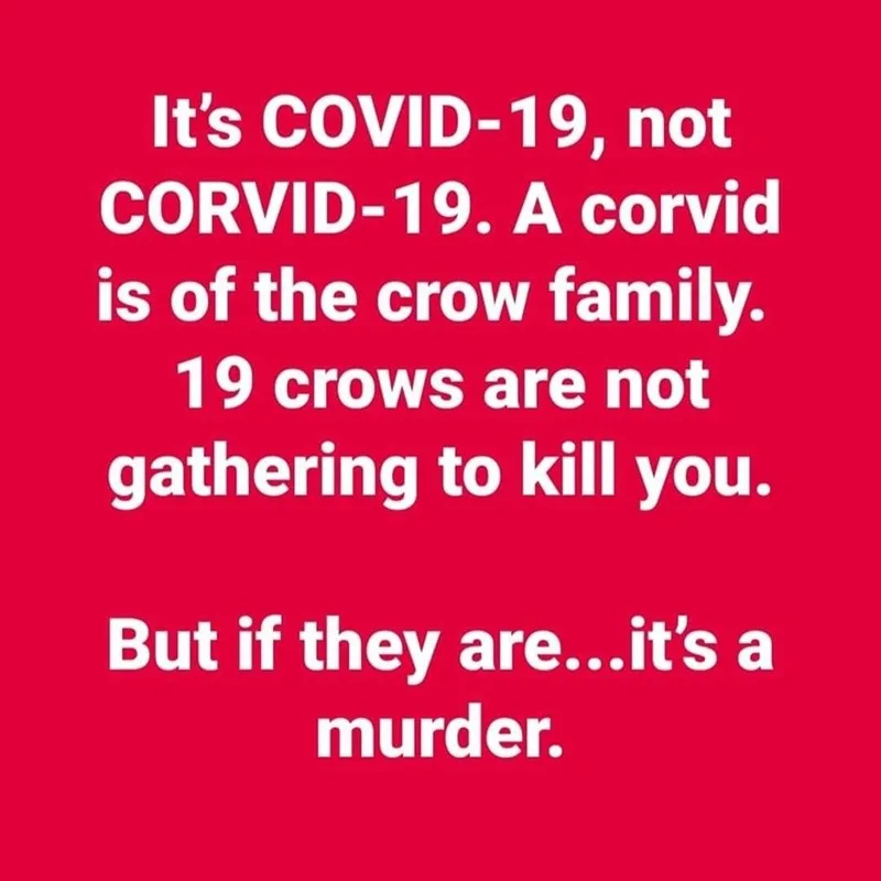 A solid red background with large white text explaining the difference between 'COVID-19' and 'CORVID-19', clarifying that…