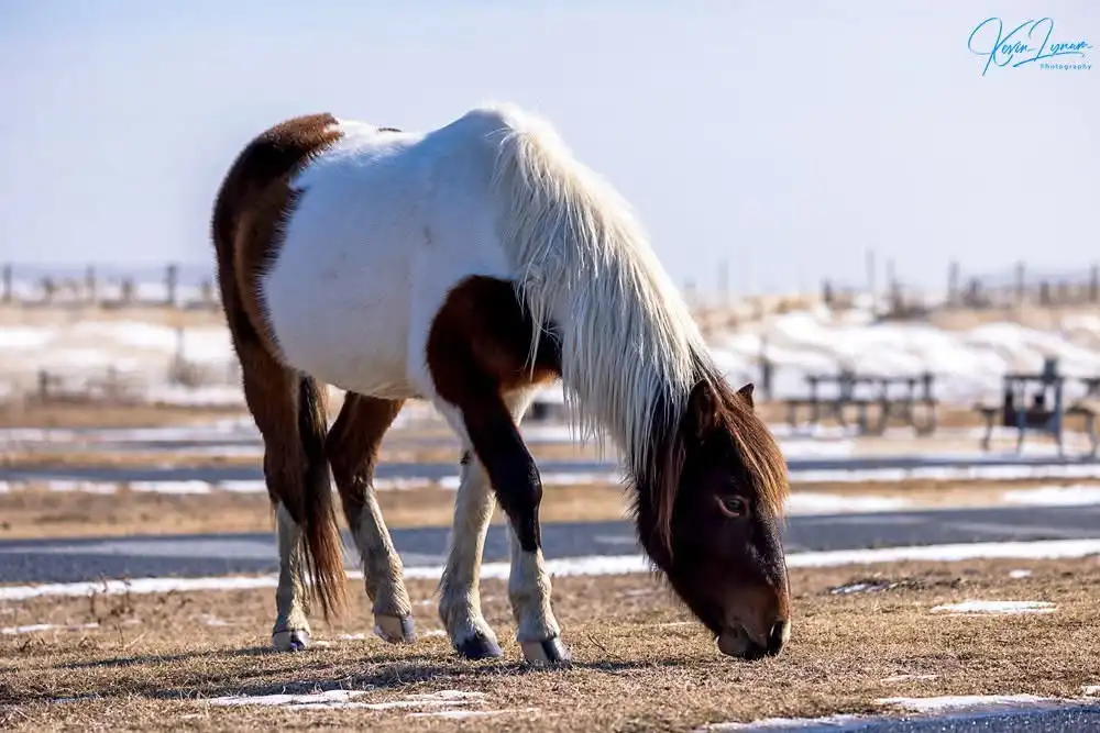 A brown and white horse with a long white mane is grazing in a snowy field with patches of dry grass. The horse is bending…