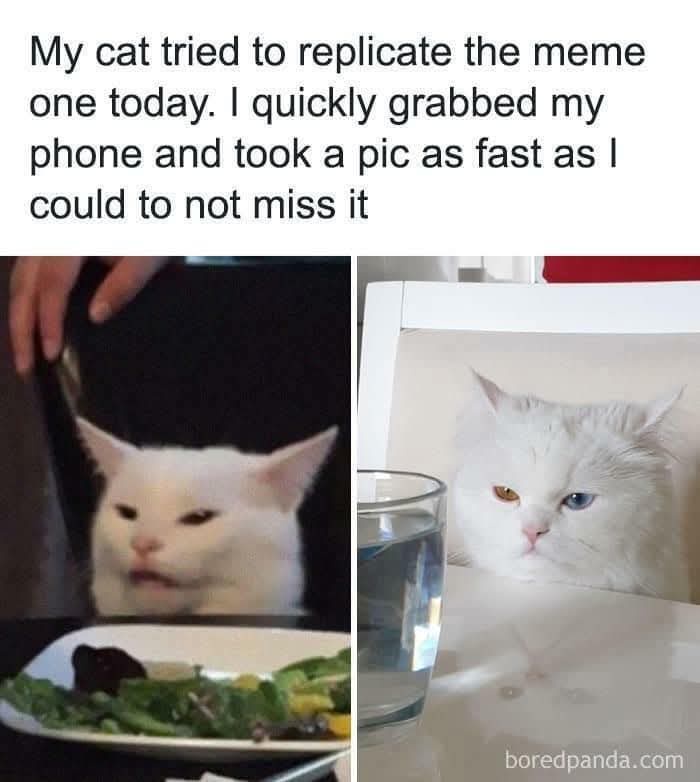 The image is a two-panel meme. The left panel shows a white cat with a slightly confused or unimpressed expression, sitting…