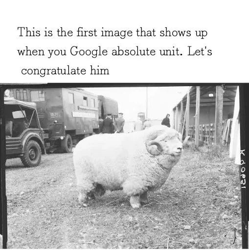 A black-and-white photo shows a large, woolly ram standing in a dirt lot with trucks and people in the background. The text…