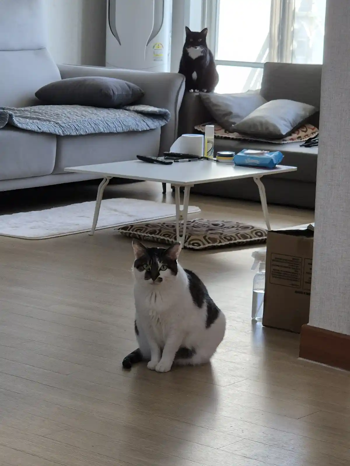 A white and gray cat sits on a wooden floor in a living room, looking directly at the camera with a serious expression. In…