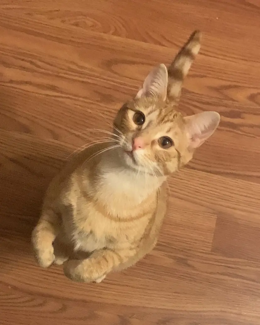 An orange tabby cat sits upright on a wooden floor, looking up with wide eyes and a slightly tilted head, its tail held…