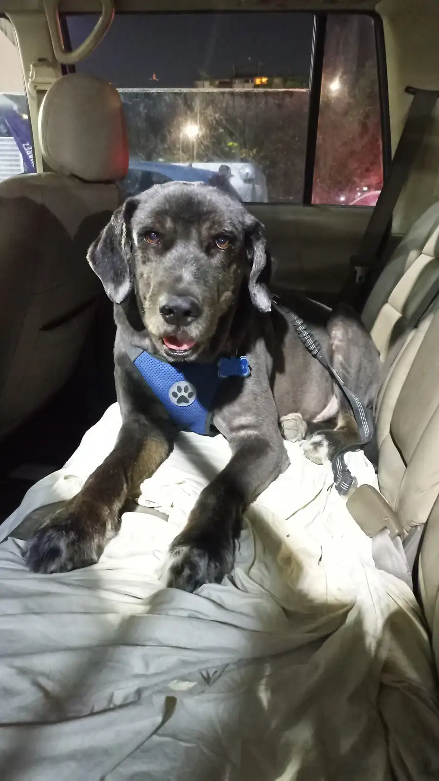 A dark-colored dog wearing a blue harness sits in the backseat of a car at night, looking directly at the camera with a…