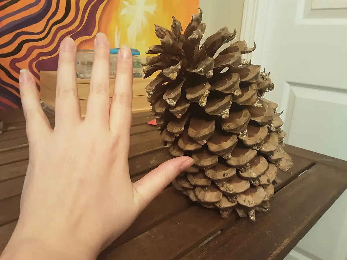 A person's hand is placed next to a very large pinecone on a wooden table, emphasizing its size. The pinecone has brown…