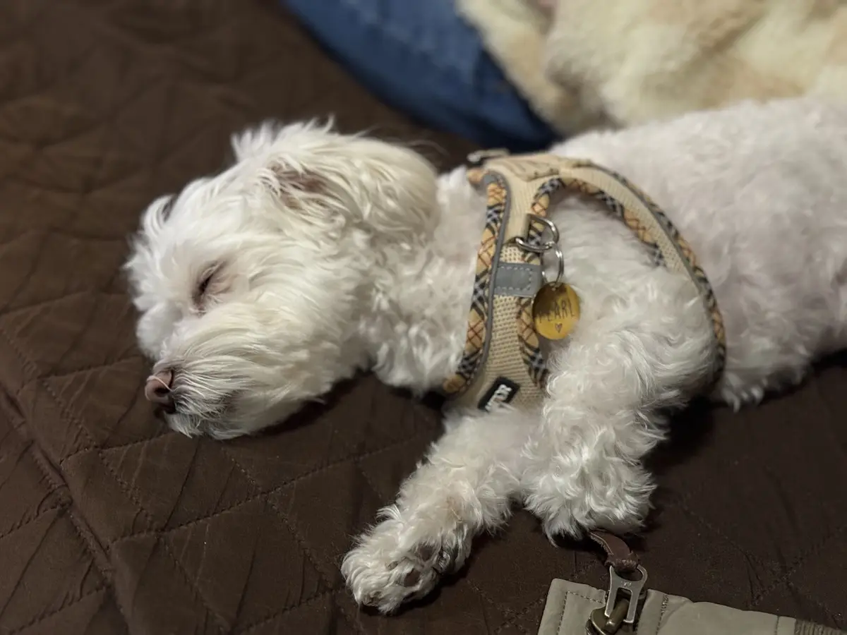 A small, fluffy white dog named Pearl is peacefully sleeping on a brown quilted surface, wearing a patterned harness with a…