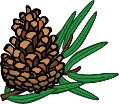 A cartoon-style illustration of a brown pine cone attached to a branch with several green pine needles, set against a plain…
