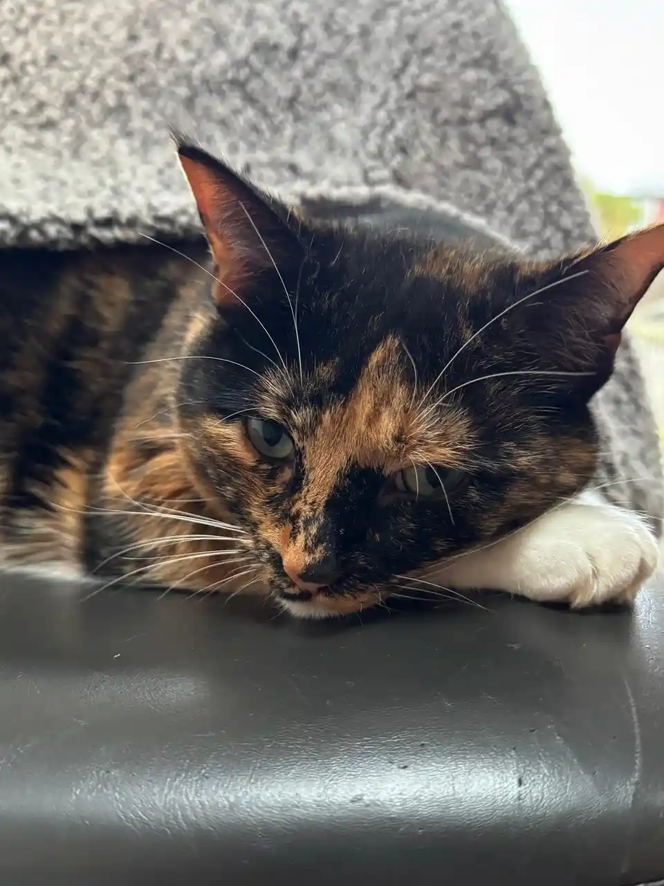A close-up of a tortoiseshell cat with black, orange, and white fur, resting its head on a dark leather surface with a gray…