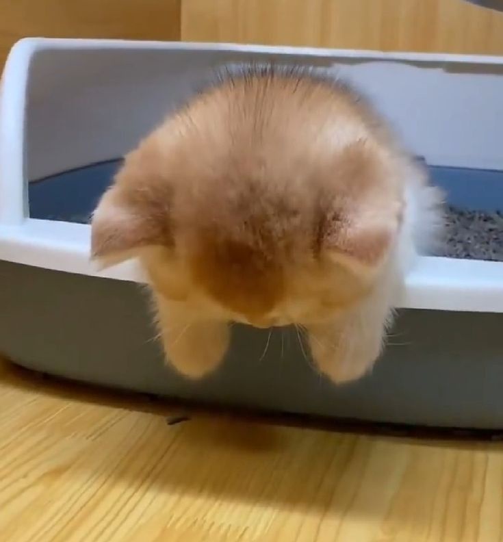 A small, fluffy orange and white kitten is seen from behind, hanging upside down over the edge of a modern, enclosed litter…