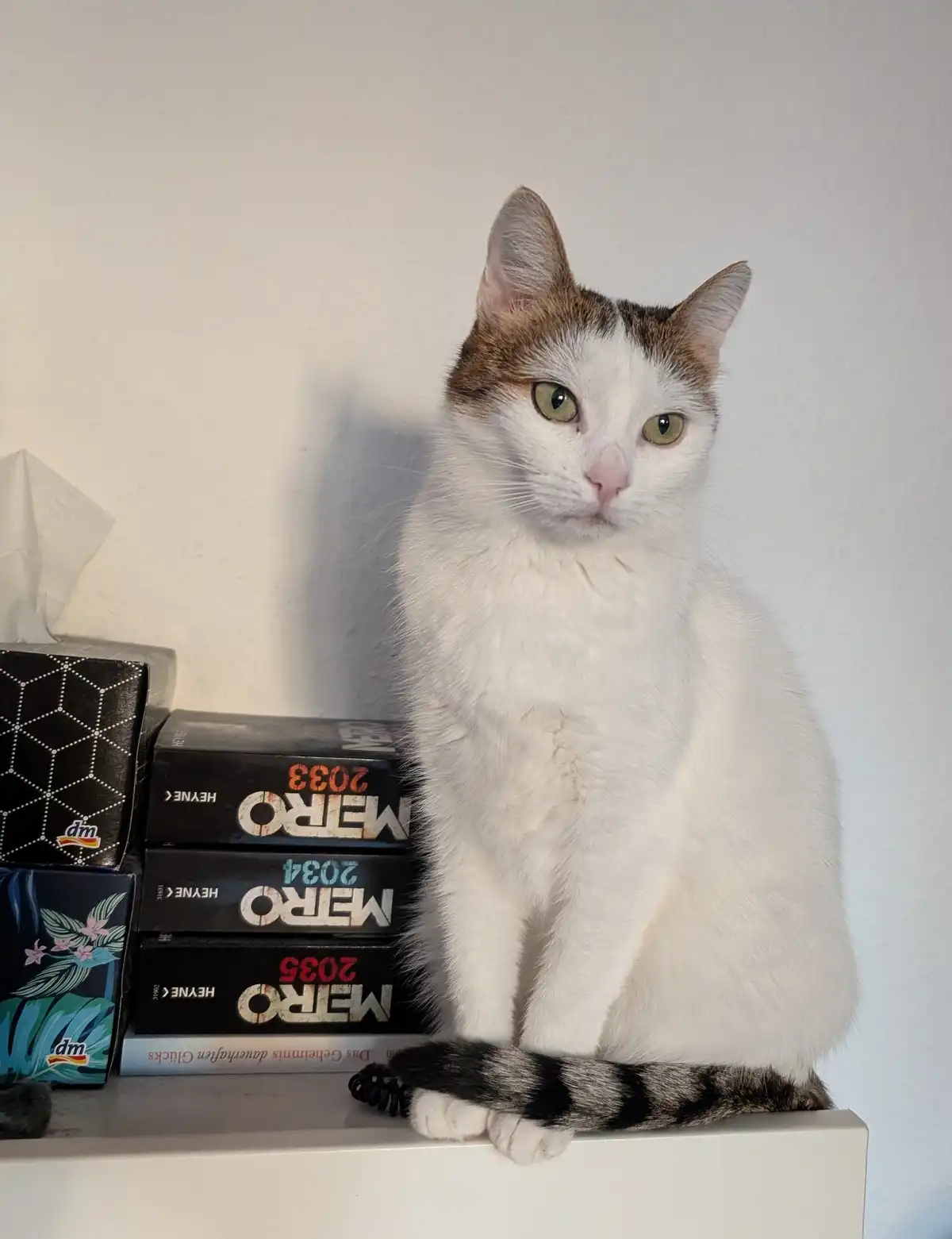 A fluffy white and brown cat with green eyes sits upright on a white shelf, looking directly at the camera with a serious…