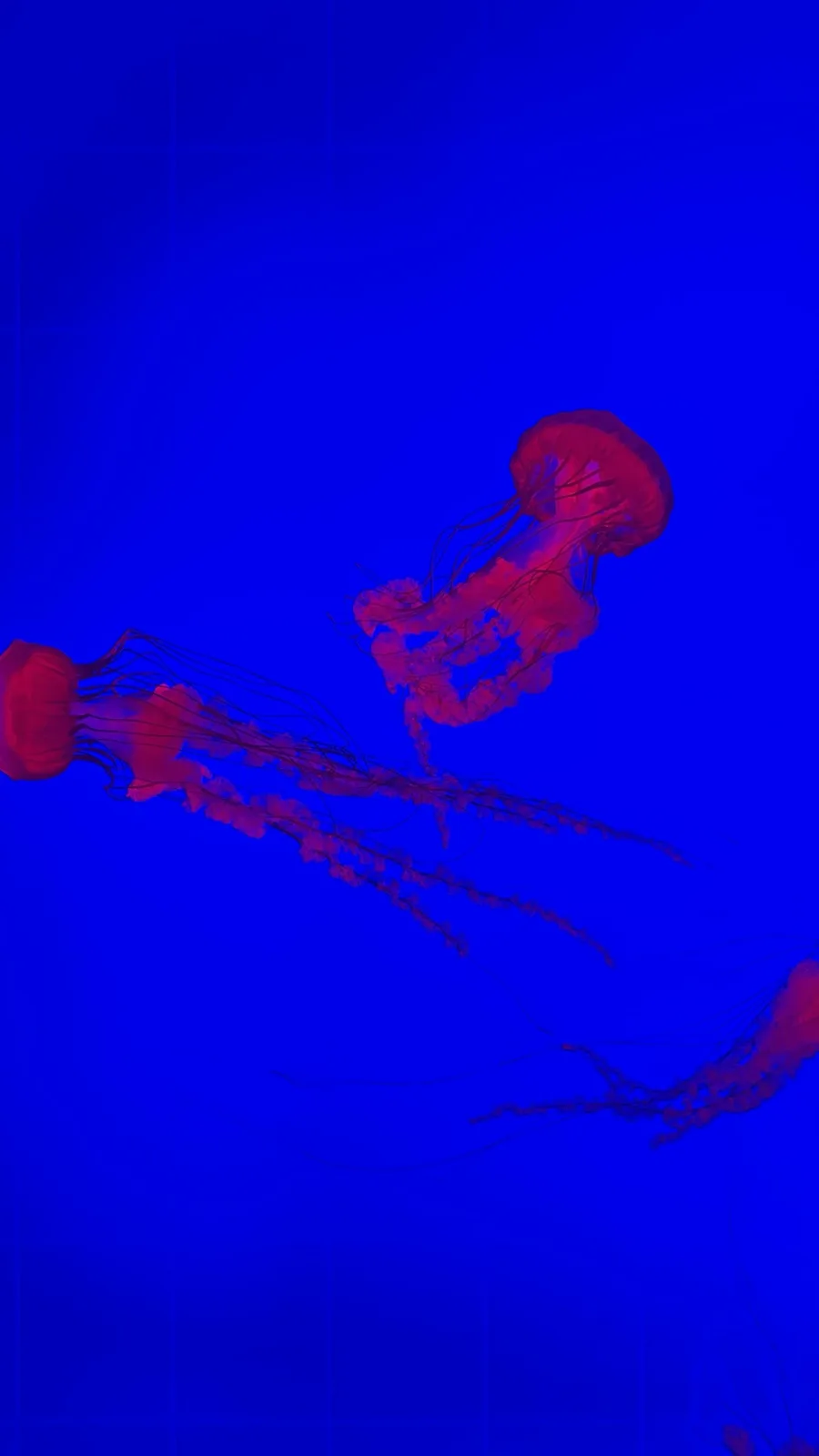 In Celebration of My 10-Year Cake Day, Here Are Some Glowing Jellyfish!