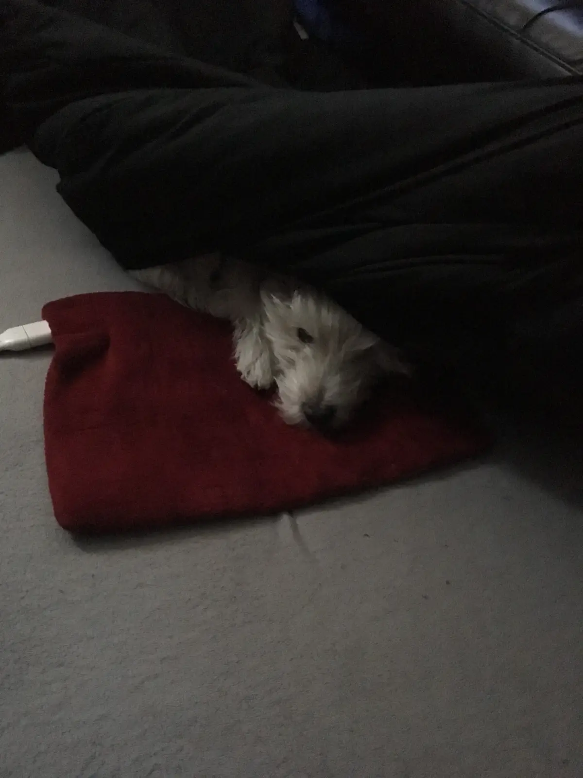 Snug as a Bug in a Rug: LB's Daily Comfort