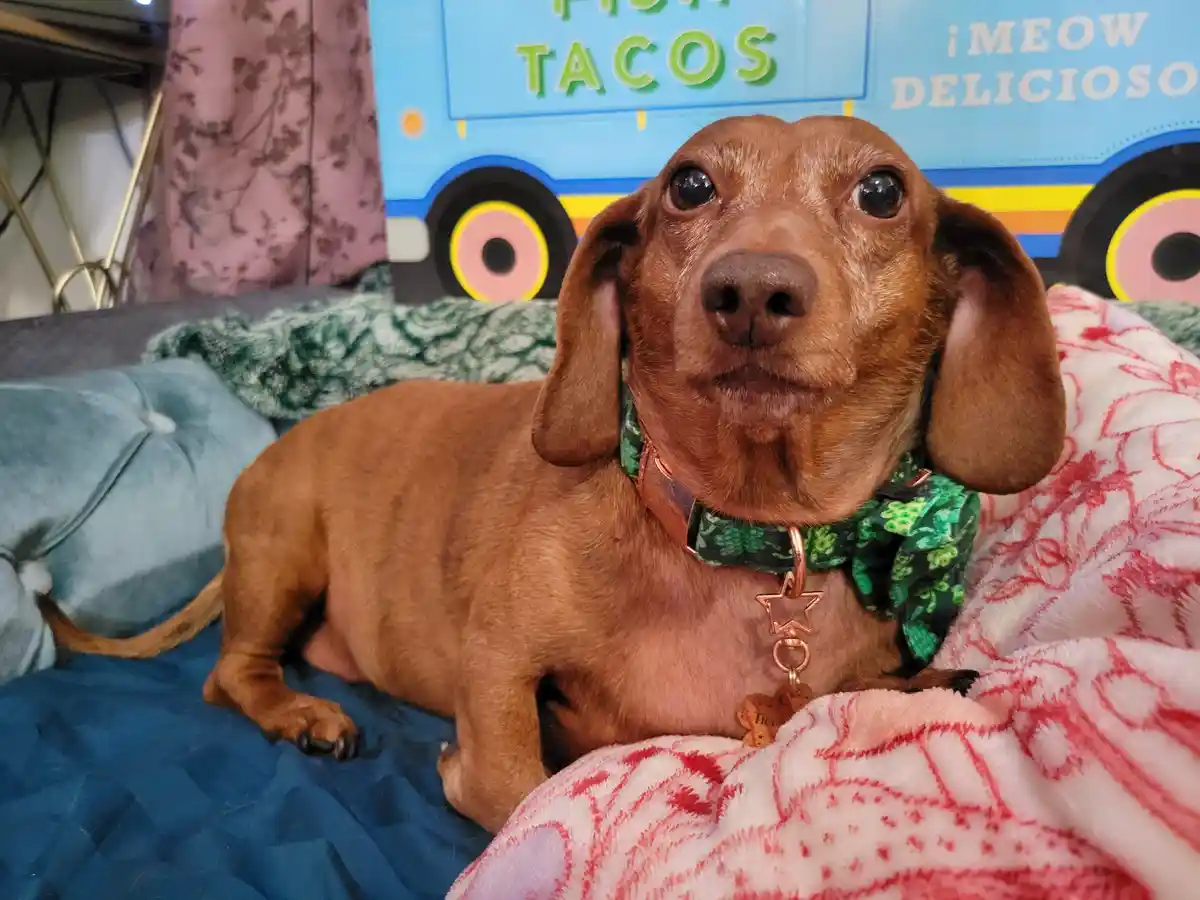 A brown dachshund with large, pleading eyes lies on a bed covered with blankets, wearing a green patterned bowtie and a…