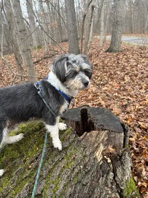 A small black and white dog with a blue harness stands on a mossy tree stump in a forest covered in fallen leaves. The dog…