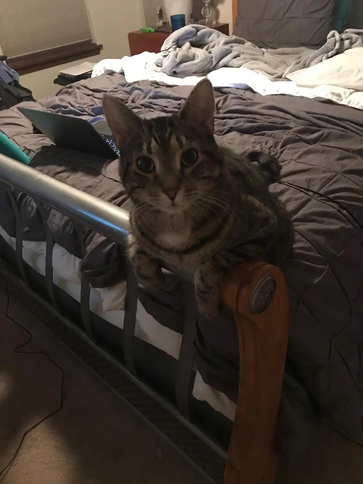 A tabby cat with wide, innocent eyes sits perched on the metal bed frame, front paws resting on the rail, looking directly…