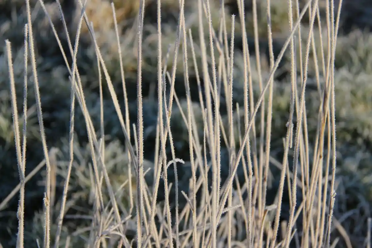 A close-up photograph shows thin, dry grass stalks covered in frost, illuminated by early morning sunlight. The background…