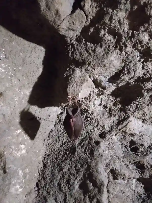 A small bat is clinging upside down to a rough, textured rock wall in a dimly lit cave. The bat's wings are folded against…