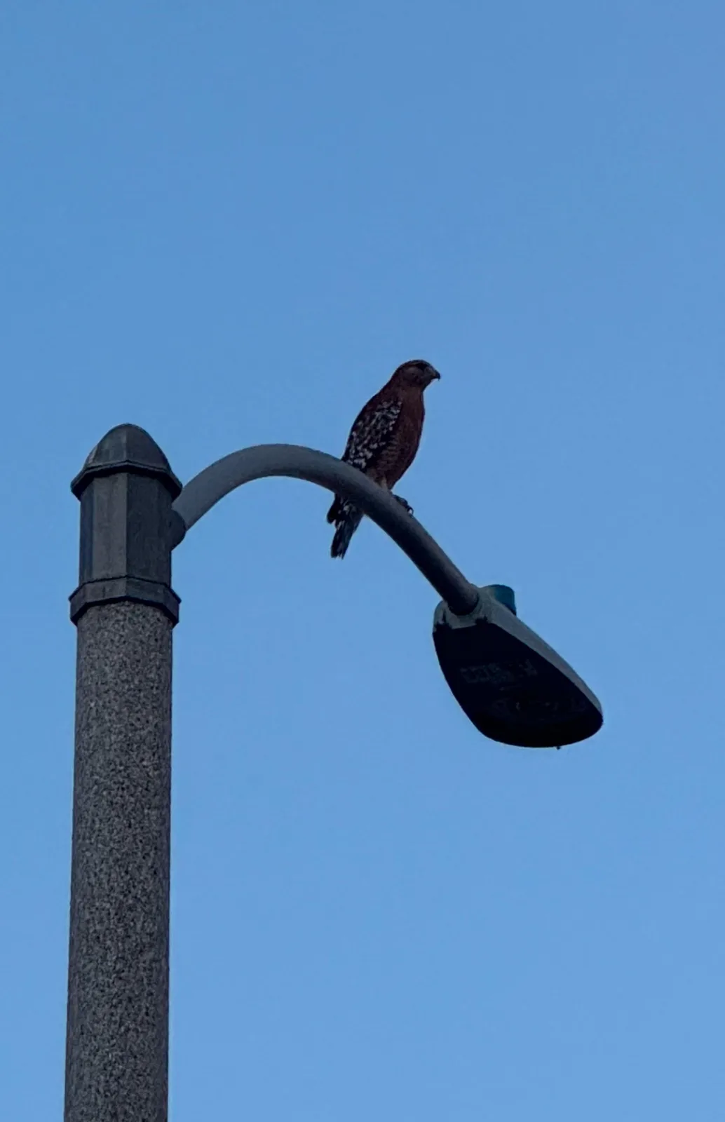 Is This a Red-Tailed Hawk? I Think So!