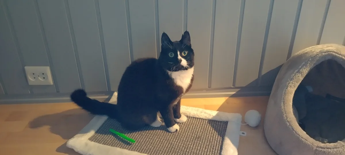 A black and white cat with wide, startled eyes sits upright on a grey textured cat scratch pad. A green pen lies on the pad…