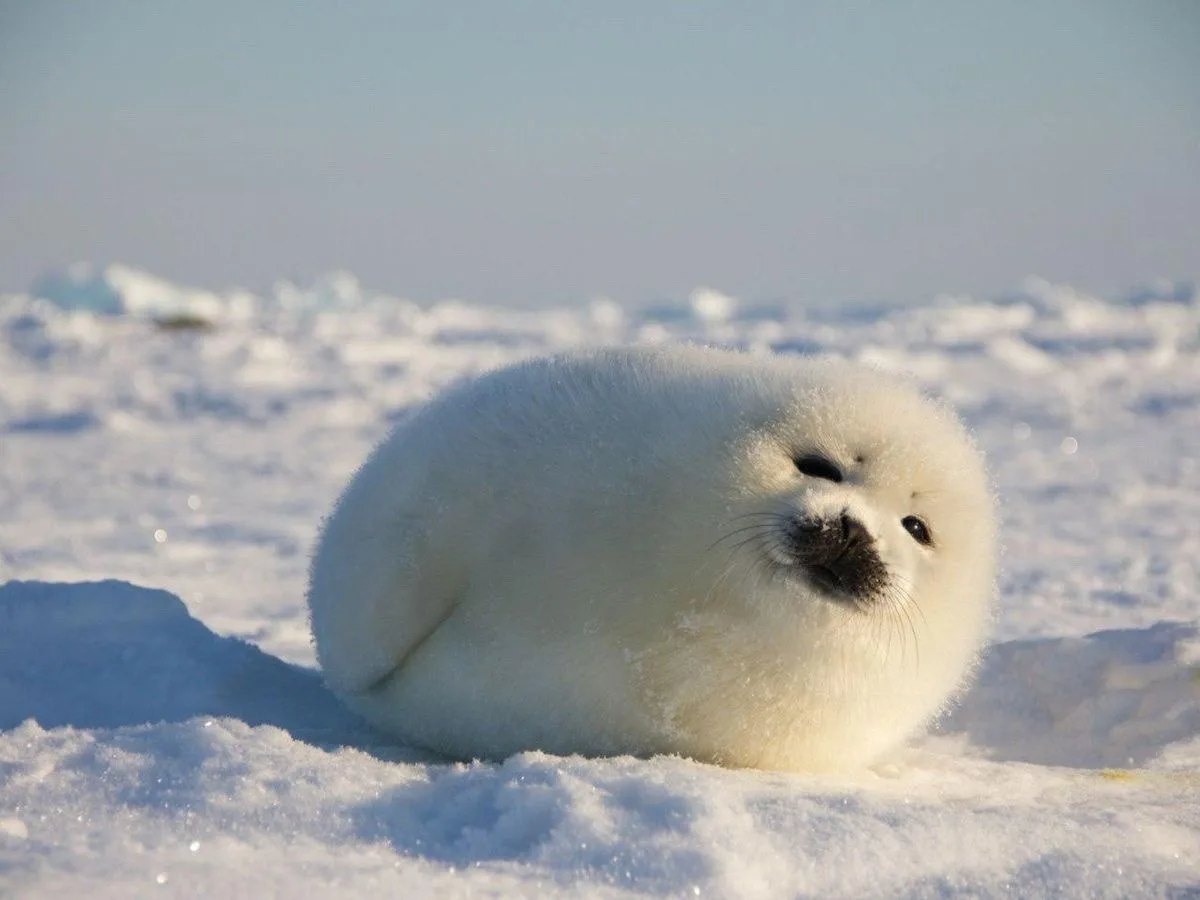 A fluffy white baby seal is curled up on a snowy surface, looking upward with a relaxed expression. The overlaid text reads…