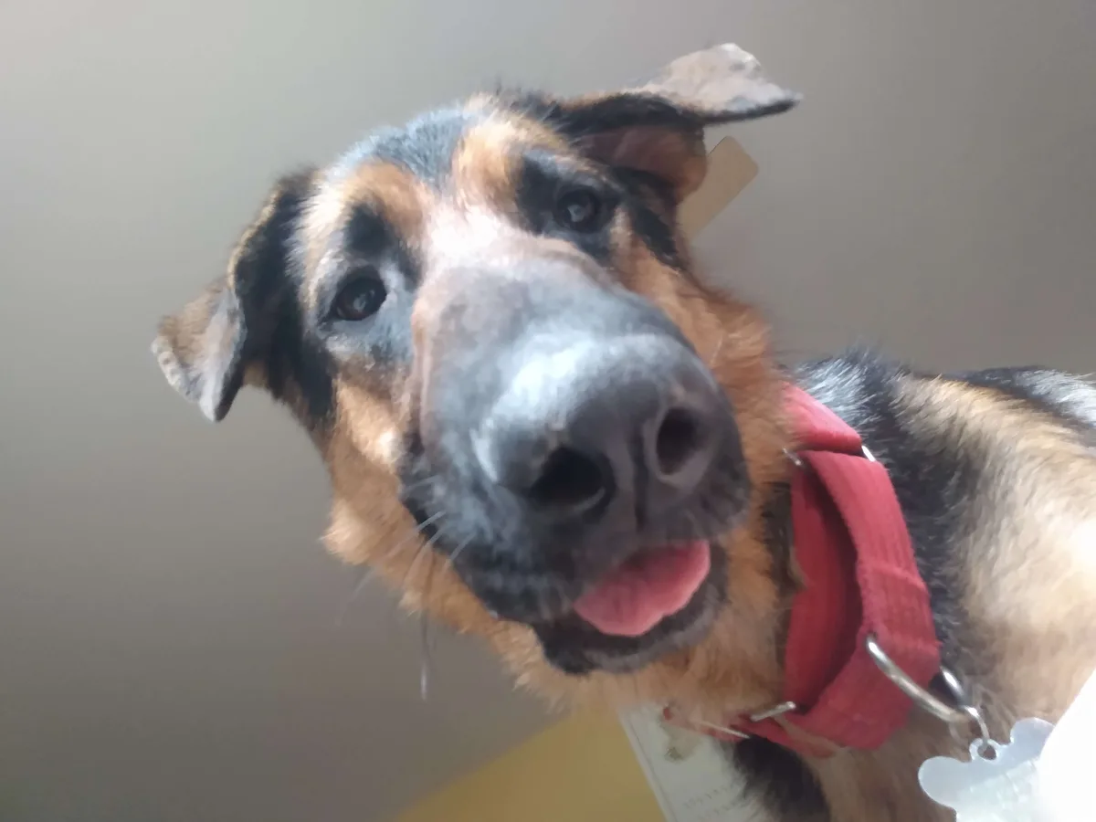 A close-up photo of a German Shepherd dog looking directly at the camera with its tongue slightly out, wearing a red collar…