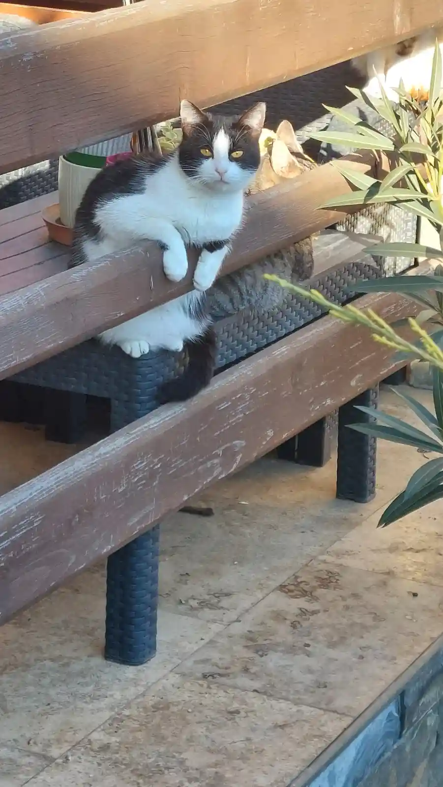 A black-and-white cat lounges on a wooden bench, looking directly at the camera with a serious expression, while another cat…