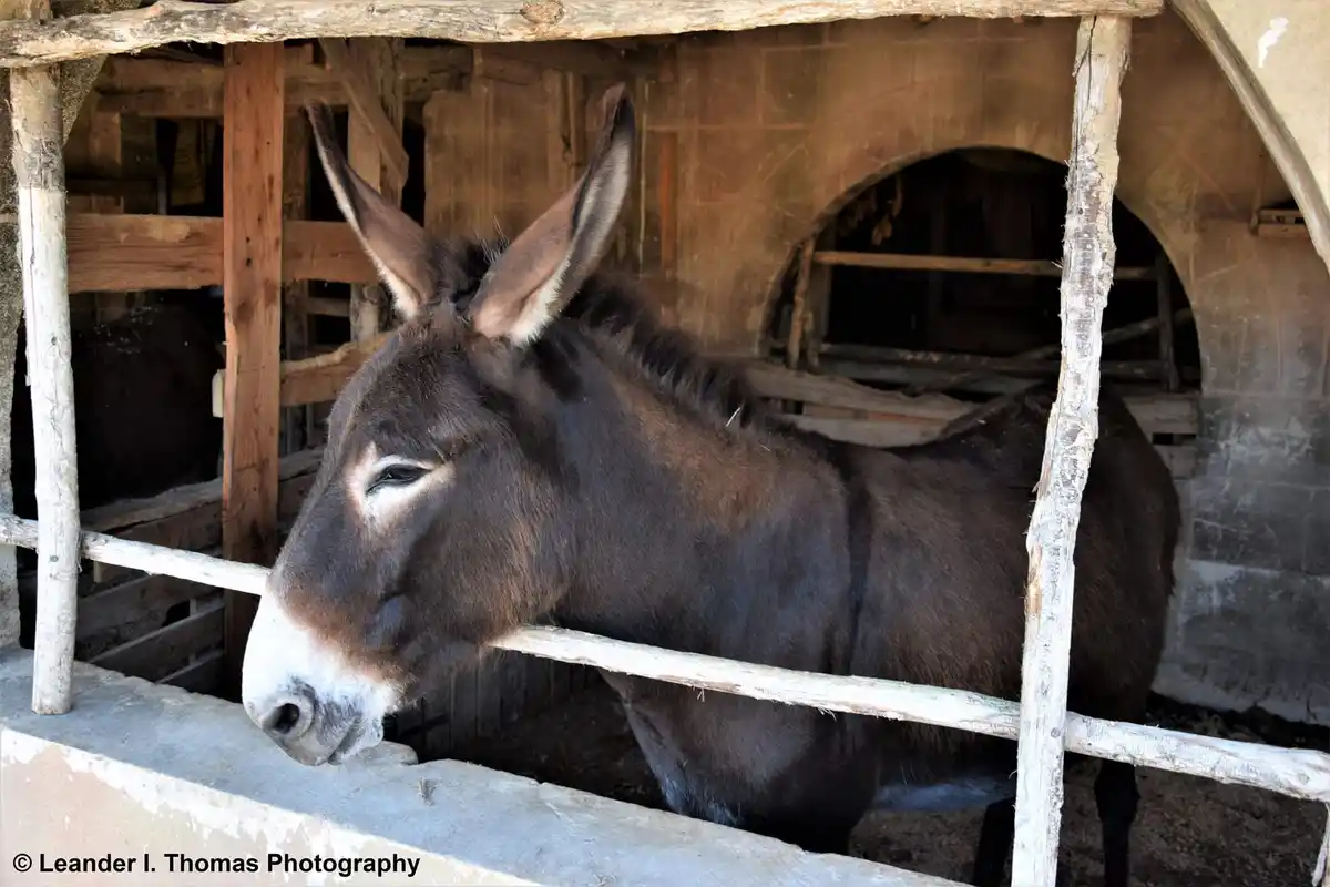 The Charming Donkey: A Delightful Encounter