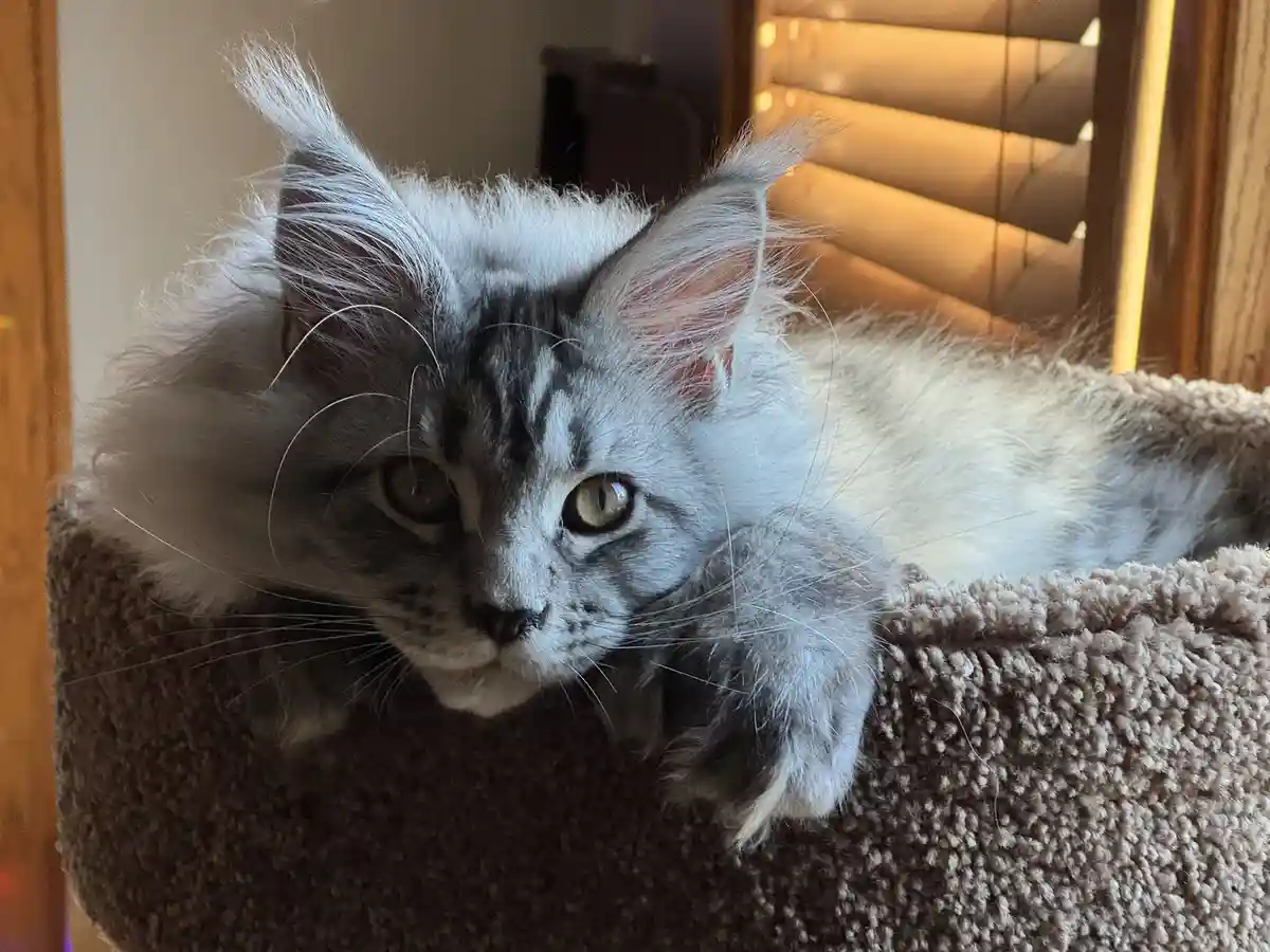 Meet Toshi: The Adorable 15-Week-Old Maine Coon!