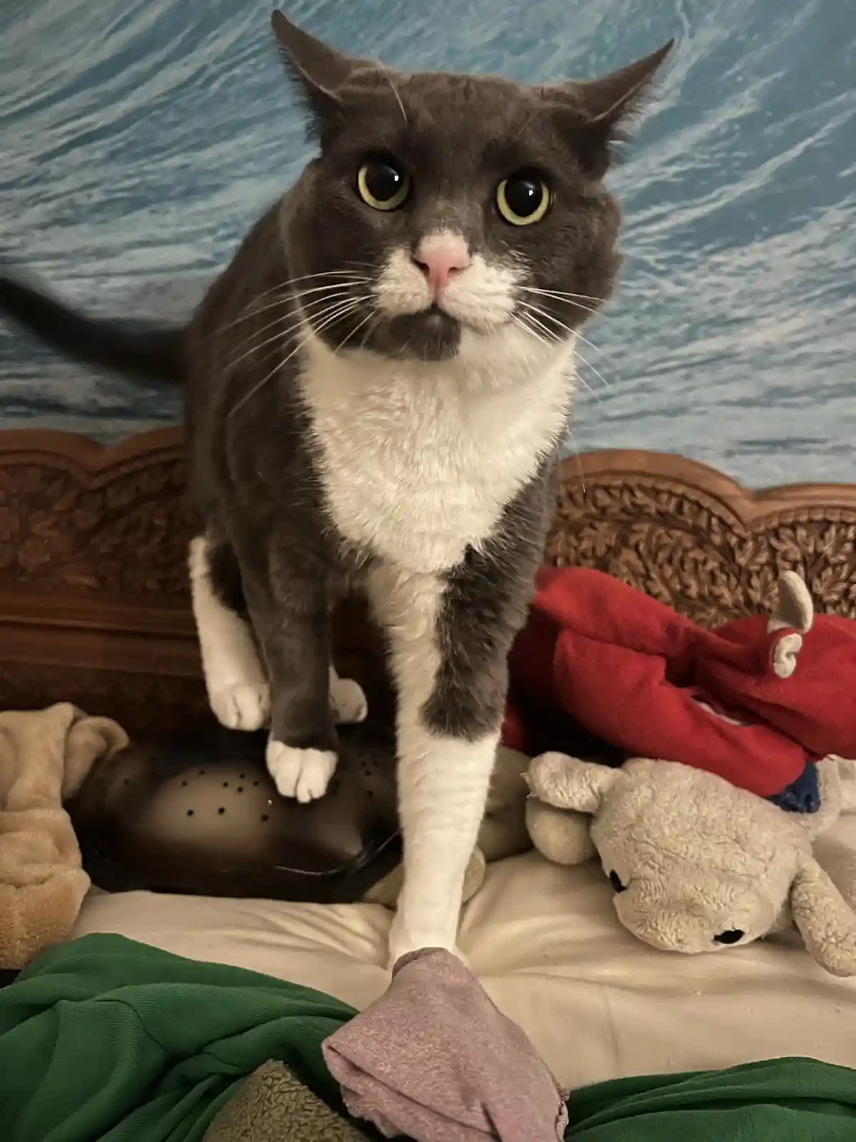 Happy Caturday greetings from LaFayette!