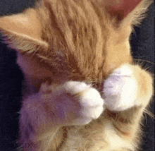 A close-up of a ginger kitten lying on its back, covering its face with its paws in a gesture resembling crying or…