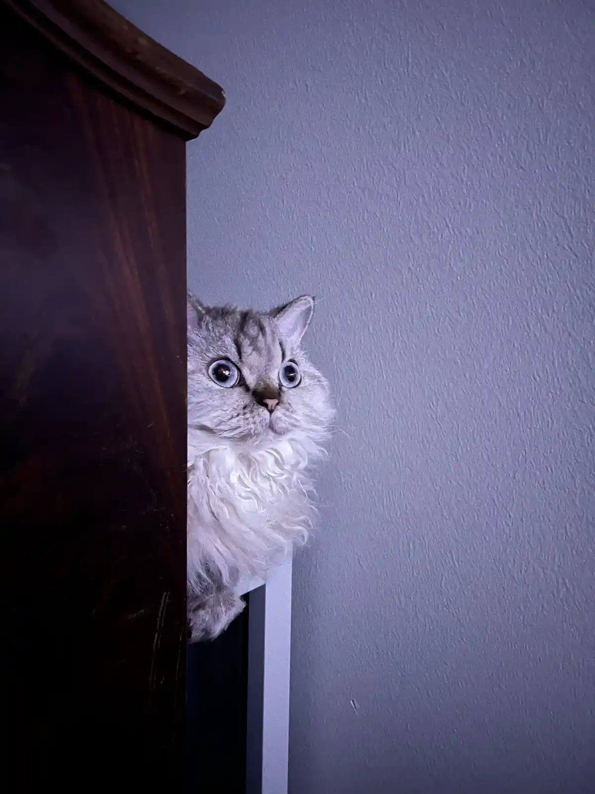 A fluffy, silver tabby cat with large blue eyes peeks cautiously from behind a dark wooden piece of furniture against a…