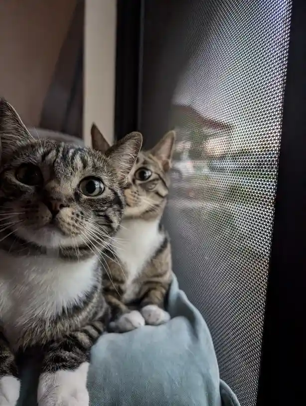 Two tabby cats with wide, startled eyes sit on a person's lap near a screen door, looking outward. The cat in the foreground…