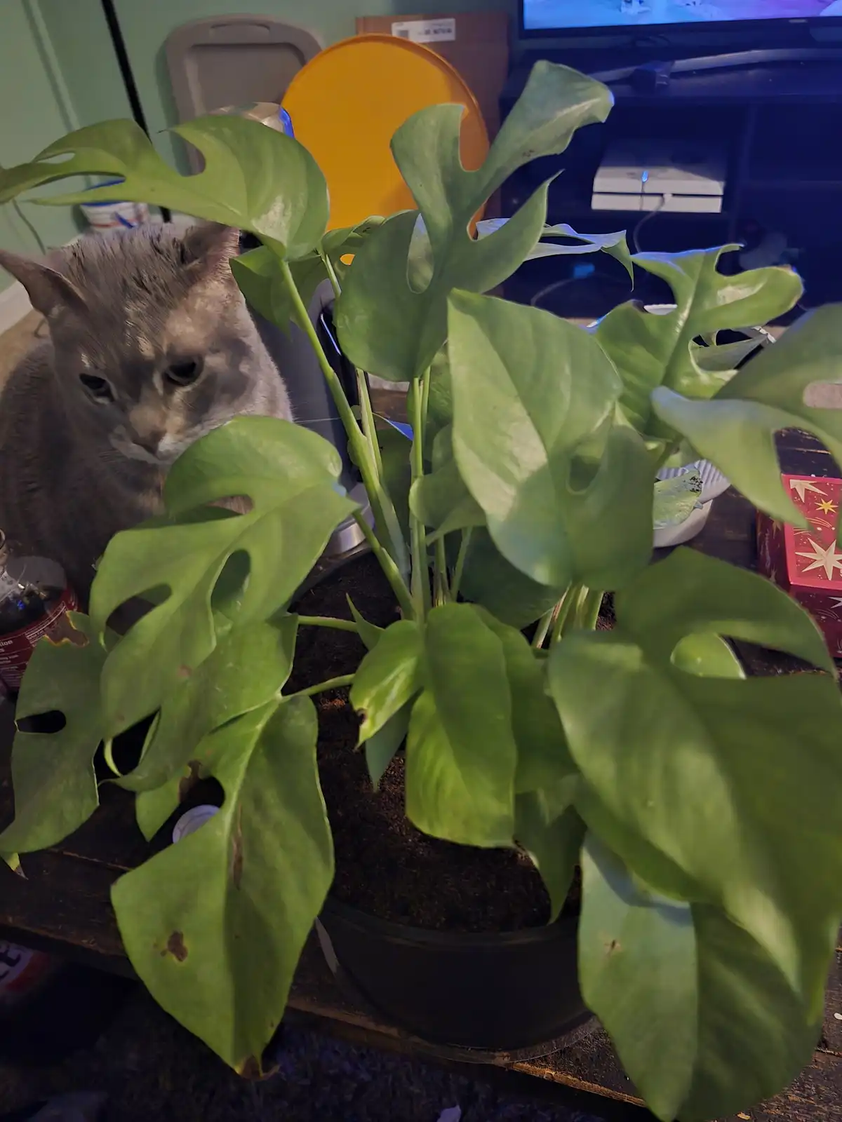 A gray cat peeks out from behind a large, leafy green plant with fenestrated leaves, looking slightly annoyed or…