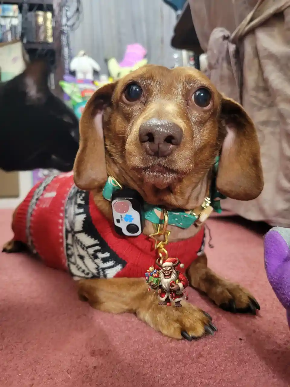 A brown dachshund wearing a red and black patterned sweater and a green collar with a small Santa Claus figurine charm looks…
