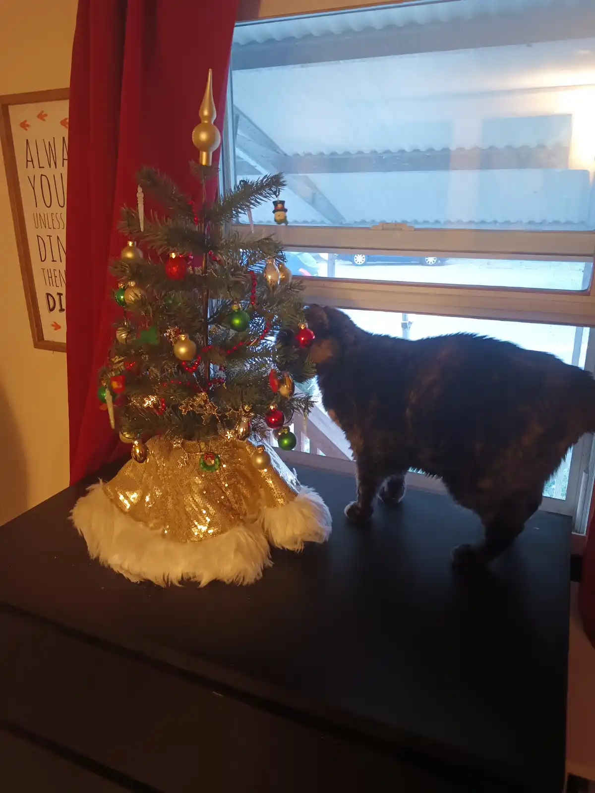 Raven's Festive Feast: Enjoying the Christmas Tree