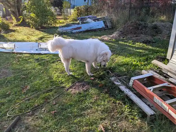 A fluffy white dog stands in a grassy backyard, sniffing intently at the ground near a red ladder and scattered debris. The…
