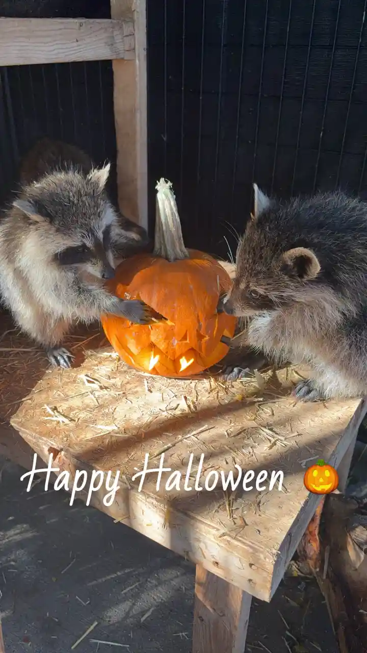 Two raccoons are seen on either side of a carved jack-o'-lantern, both reaching into its mouth with their paws as if eating…