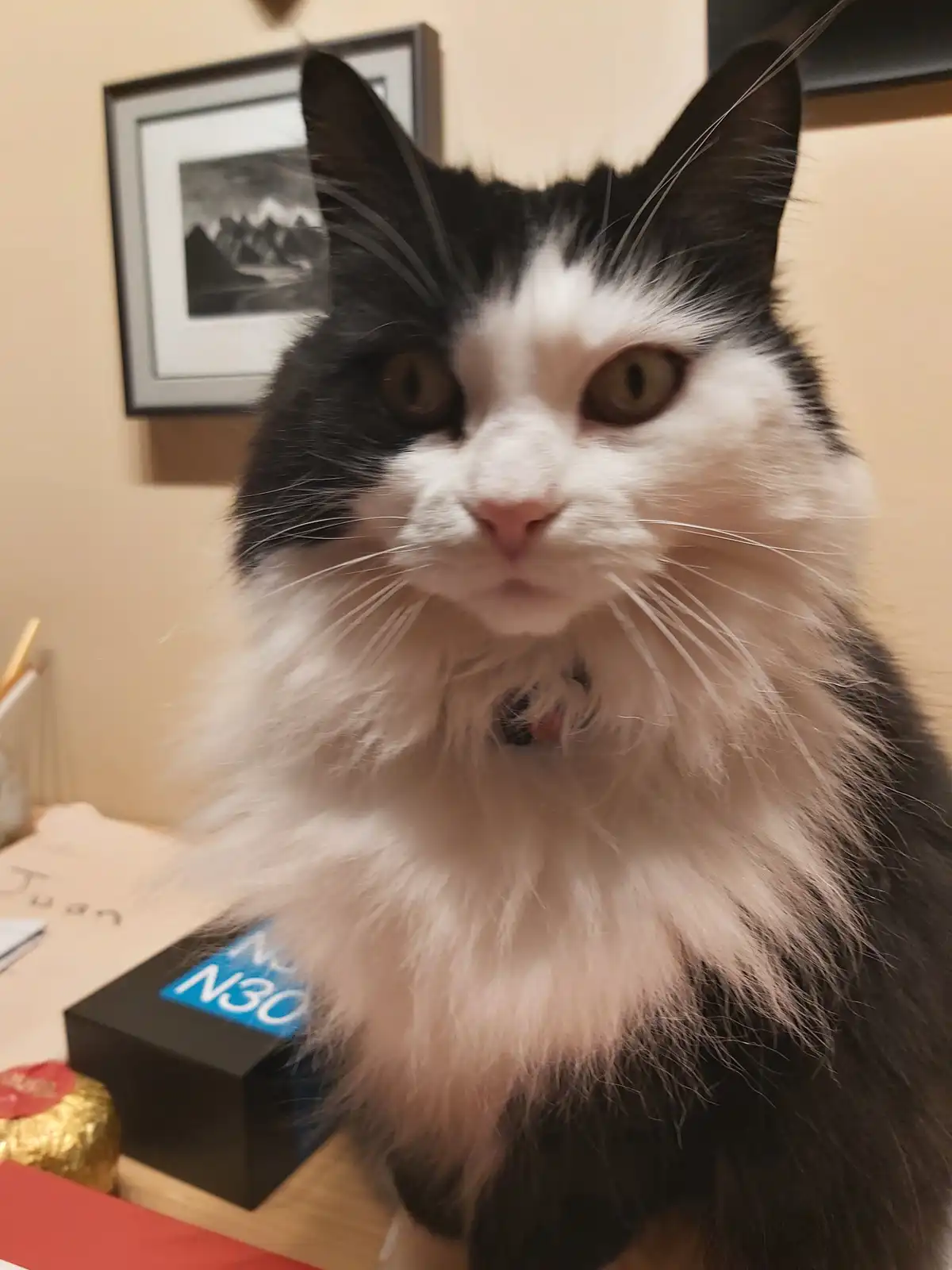 A close-up photo of a fluffy black-and-white cat with a stern, unimpressed expression staring directly at the camera. The…