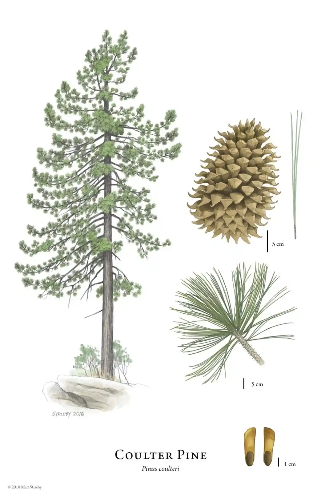A botanical illustration of a Coulter Pine (Pinus coulteri) showing the full tree, a detailed pinecone, a cluster of…
