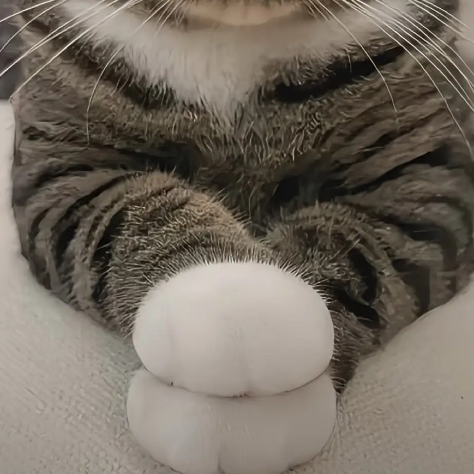 Adorable Fluffy Paws Stealing Hearts