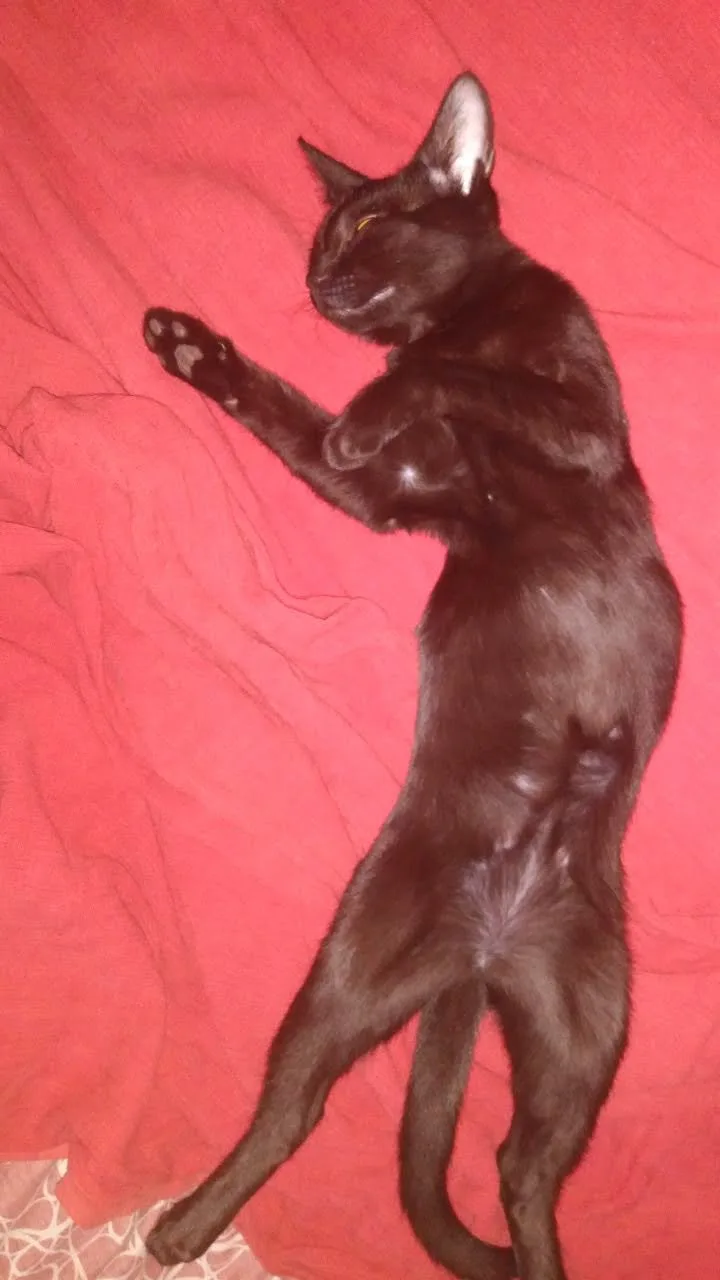 A black cat is lying on its back on a red fabric surface, stretching its front legs upward with paws open, appearing…