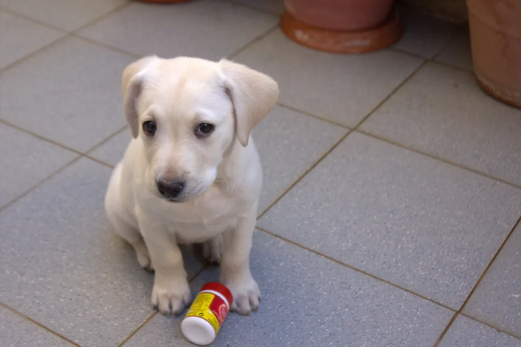A light-colored puppy sits on a tiled floor, looking directly at the camera with a sad or guilty expression. Next to its…
