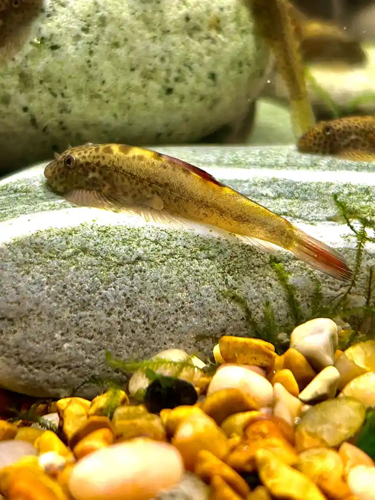 A small, spotted fish with a reddish tail rests motionless on a mossy rock in an aquarium, surrounded by colorful pebbles…