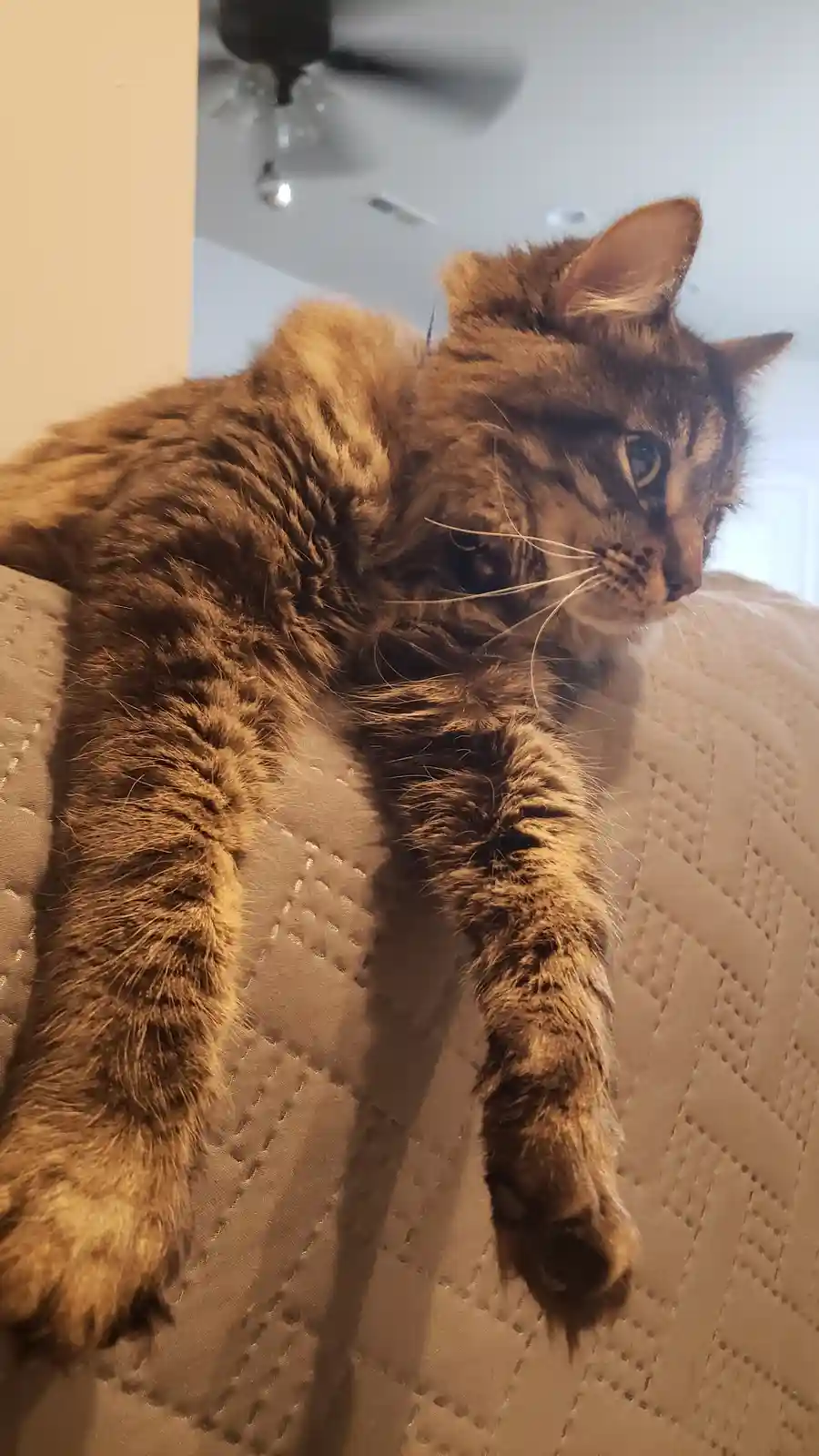 A fluffy brown tabby cat is lounging on a light-colored quilted couch with its front paws stretched out, looking relaxed and…
