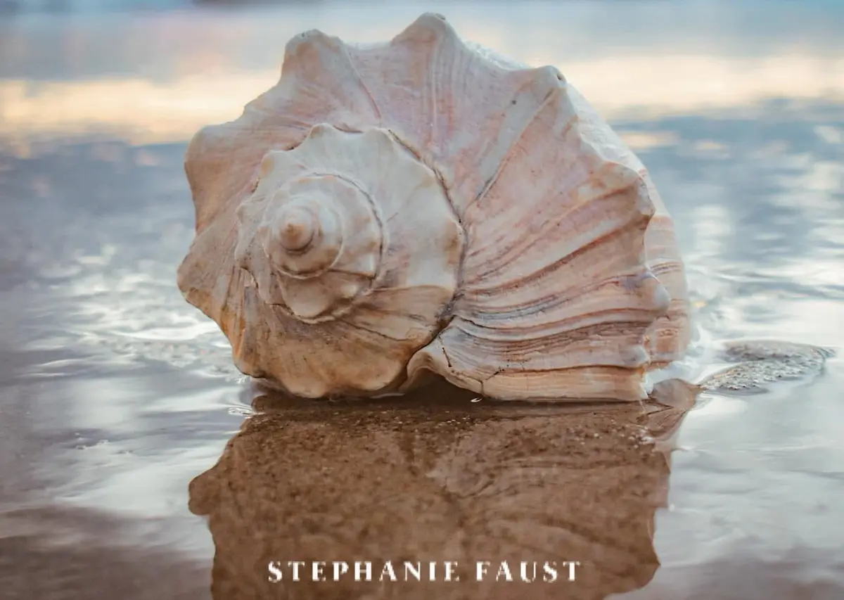 A large, spiraled seashell with ridged, beige-and-pink patterns sits partially submerged in shallow, rippling water on a…